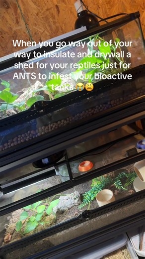 Managing Ant Infestations in Reptile Care