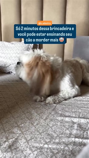Luiz Souza e Lucas Souza | Comportamento Canino on Instagram: "Tem brincadeiras que parecem inofensivas… mas podem virar um problemão sem a gente perceber Esse tipo de “luta de mãos” estimula o instinto de caça e faz o cão associar mão = alvo. Para cães que já mordem muito, isso pode reforçar ainda mais o comportamento, porque ele entende que está tudo certo morder, agarrar e insistir. Não é sobre “não brincar”. É sobre como brincar. Prefira brinquedos próprios, cordas, bolinhas, mordedores e jo