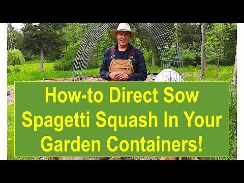 Tips and Ideas on How-to Direct Sow Spaghetti Squash in Your Garden Containers!