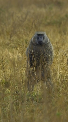Check out full clip in link above ↑↑↑ Baboon Vs Cheetahs #serengeti #baboon #cheetah