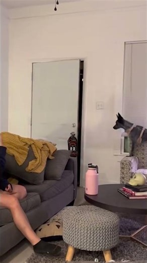 Woman Uses Sign Language To Tell Deaf Dog Her Dad Is Home