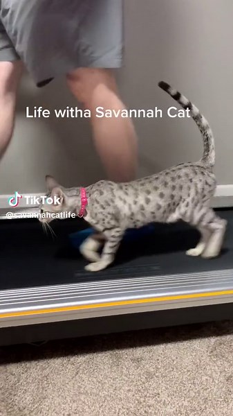 Life with a Savannah Cat. #SavannahLife