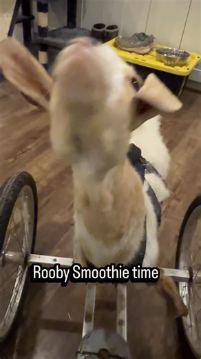 6.6K views · 7.9K reactions | Just a little goat enjoying her mango and coconut smoothie 珞❤️. She refuses to eat it out of a bowl, and will only eat it by spoon. To be fair she makes a mess and gave herself brain freeze the one time she tried it in a bowl . She has not forgotten. I am more than happy to spoon feed her … it is the cutest view ever. The little lips, teef, tongue smackies : perfection! Snack on Roo ❤️省 | Black Goat Farm and Sanctuary | Facebook