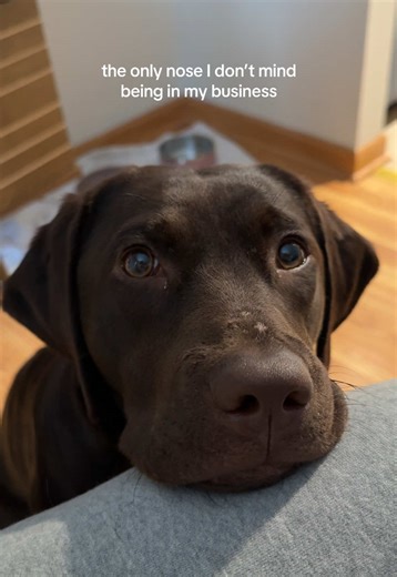 Chocolate Lab Puppies: Adorable Companions in Your Life