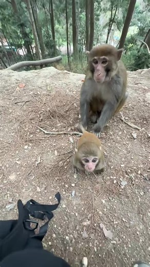 Spreading Joy and Love Through Animal Videos