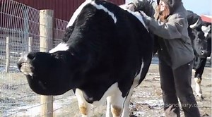 938 reactions · 1.7K shares | If there's one thing Diane cow loves, it's a good scratch! And once you start scratching her, she does *not* want you to stop! Meet this strong, spirited, and much-loved resident: AnimalsofFarmSanctuary.com | Farm Sanctuary | Facebook