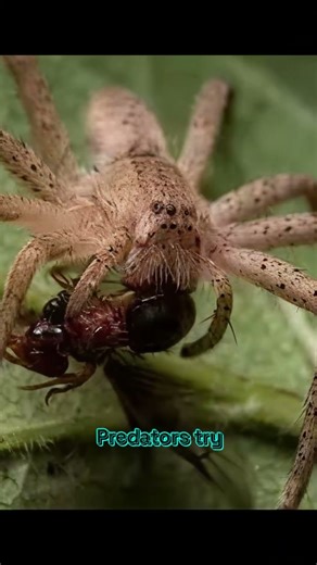 The Ant That Becomes a Door (colopsis truncata)