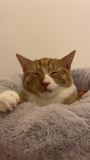 tomi the tabby 🦁 (@alienbiscuit)’s videos with BRYANSANON x VMESHBEATS MASHUP - Vmesh