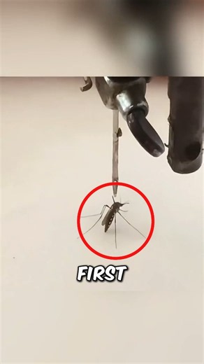 Why Do Mosquitoes Drink Your Blood 🦟😱