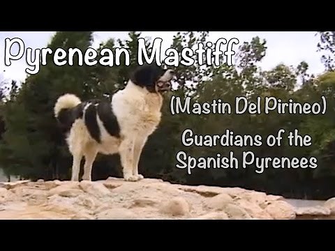 Pyrenean Mastiff - Mastin Del Pirineo: Guardians of the Spanish Pyrenees