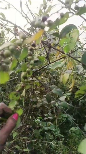 hello Farming video #trending #video #mr Ajaya 321