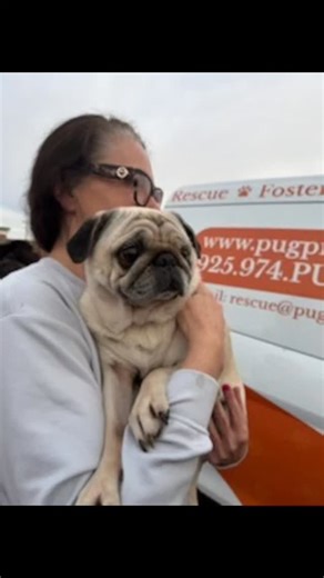 PugRescueOfNorthernCalifornia on Instagram: "WOW what a crazy day. 2 states and 8 pugs later...welcome to PRNC The Great 8. It was a long and chaotic day, but here are a few pics of some of our new crew from yesterday's rescue, during their bath stop. A HUGE THANK YOU to the fosters that stepped up to take them in and meeting the transport van. We appreciate it. We couldn't do this without you♥️ All of these little nuggets are currently in foster homes and will be headed to the vet soon. Most ne