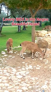 8.1K views · 307 reactions | Beautiful IBEX in the Negev Region. Beautiful Land of Israel… | Visit Israel From Your Home | Facebook