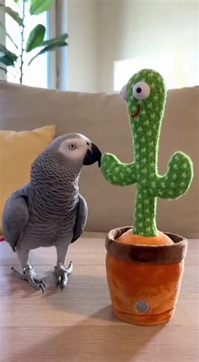 A talking parrot #toy #parrot #pets #smartparrots #funny #catvideo #catshorts #cuteparrot #adorable #usa #fyp #talkingparrot
