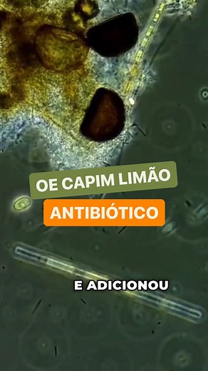 O Capim Limão, ou lemongrass (Cymbopogon), é conhecido por suas propriedades antibióticas e antimicrobianas há séculos. Seu poder antibiótico se deve em grande parte ao seu componente principal, o citral. Esta substância química é responsável pelo aroma característico do Capim Limão e possui fortes propriedades antimicrobianas. . Estudos demonstraram que o óleo essencial de lemongrass é eficaz contra uma ampla gama de bactérias e fungos. Ele tem mostrado atividade contra algumas cepas de bactéri