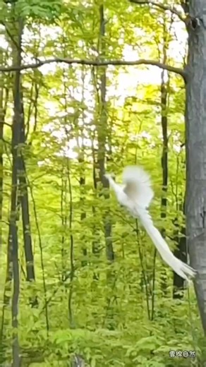 Flying #WhitePeacock #naturalworldshow | Natural World