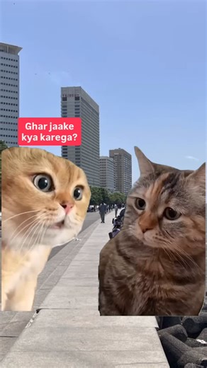 38K views · 48 reactions | Who leaked our conversation?  (Bestie, Cat memes, chatpata, #Fcreels) | FilterCopy | Facebook