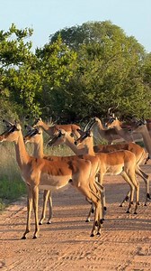 360K views · 11K reactions | Watch as these impala alarm call when they spot a leopard. #impala #alarm #safari #wildlifephotography #wildlife #krugernationalpark | Phil on Safari | Facebook