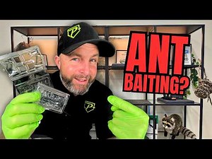 How To Use Ant Bait Traps To Get Rid of Infestations