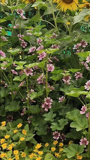 Best Common Mallow Plants for Garden Nursery