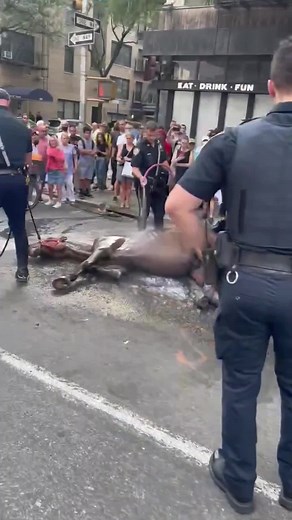 176K views · 4.2K reactions | BREAKING: This horse COLLAPSED while pulling a carriage in NYC, likely from heat exhaustion, and has been down for over an hour. Horses don’t belong in big cities where they’re put in constant danger because of cars, humans, weather, and more. | PETA (People for the Ethical Treatment of Animals) | Facebook