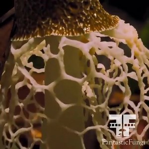 3.1K views · 322 reactions | For years, fungi were an understudied...