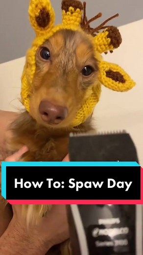 How To Groom Your Long-Haired Dachshund for Spa Day