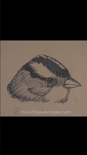 White-Crowned Sparrow Sketch (Pen and Markers)