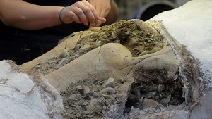 Team unveils Channel Islands mammoth skull