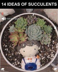 Good day everyone! Hereby I wanna share with you 14 succulent ideas for a stunning indoor. Give it a try and show me your photos! 🤗 ------ Do you know? We have a pretty active Group Planty Life 🌿 here for Houseplants lovers to talk and share their passions. | Succulent Journal