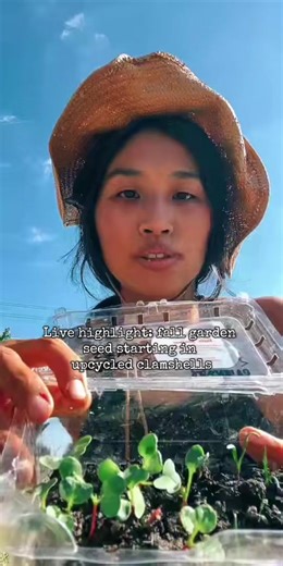 Fall garden seed starting radish and spinach in upcycled strawberry clamshells. Come learn and ask questions with me Monday, Wednesday, and Friday at Noon Central. Micro soil blocker linked in showcase I’m a north Texas scrappy urban cottage and food gardener, home cook, and mountain enthusiast. I grow in the sunniest part which is my front lawn and like to start most my seeds in containers. #tiktoklive #livehighlights #fallgarden #seedstarting #sustainablegardening