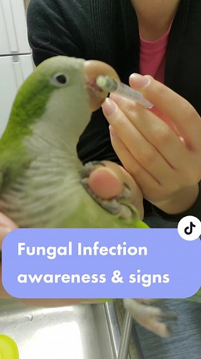 Fungal Infection Awareness in Quaker Parrots
