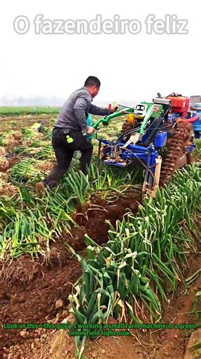 Small Machine Harvests Green Onions Fast (Saves Your Back!) #FarmHarvest #OnionPicking