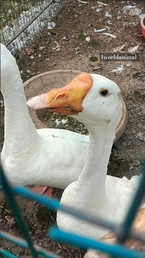 Geese / Goose #gooseduck #geese #ducks #goose #duckbreeds #ducklover #duckduckgoose #goosegooseduck