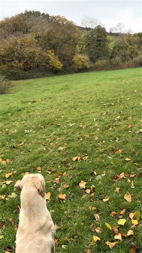 529K views · 29K reactions | River the Labrador’s Challenging Pheasant Retrieve | Amazing Bird Dog Action! #YellowLabrador #WorkingLabrador #BirdDog #RetrieverTraining #GunDog #PheasantShooting #Fieldsports #LabradorRetriever #Gundog #DrivenGameShooting #HuntingSeason | Wintercoombe Gundogs | Facebook