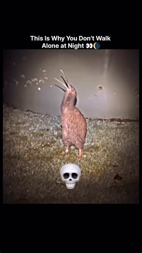 Scrolla team on Instagram: "Kilauea volcano in Hawaii put on a rare and powerful show on December 6, with lava blasting from three vents at once. The eruption shot lava up to 370 meters high - taller than the Eiffel Tower - and lasted more than 12 hours. The triple lava fountain even melted a USGS camera watching from the crater rim. This was the 38th eruption since PLE December 2024, but one of the most dramatic so far. Thankfully, the lava stayed inside the crater, and no homes or towns were i