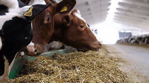 Close up cows eating silage on modern dairy farm. Long row of cattle chewing fodder at milk factory. Herd of kines feeding by dry grass at cowhouse. Agriculture industry and animal husbandry concept