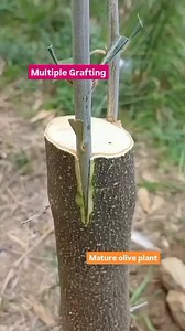 Multi grafting on olive mature plant.. Best way and easy method 😌 #oliver #oliveplant #olivegarden #oliverhardy #oliveoil #oliveda #olivetree #grafting #graftingtechniques #grafton #graftingplant #GradTrip2025 #graftonma #graftingtips #graftonwi #grafting001 #graftingtree | My Lucky Plants
