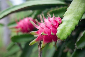 How to grow dragon fruit