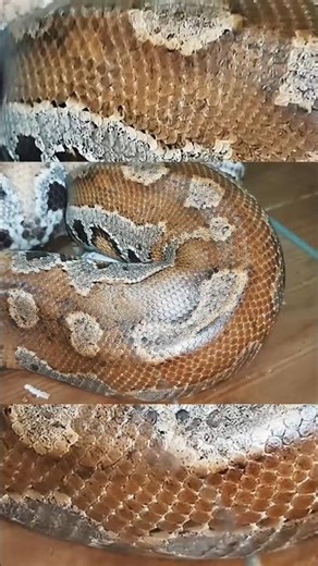 Lilitan Piton Gendut Memangsa Tikus ke-17 MUKBANG 20 Ekor Mouse Mencit BRONGERSMAI Blood Python