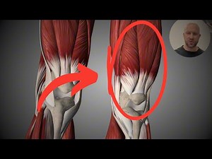 Quadriceps Anatomy | Origins, insertions & actions