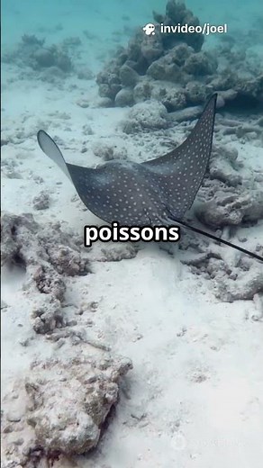 Découvrez l'Aigle de mer: Poisson fascinant!