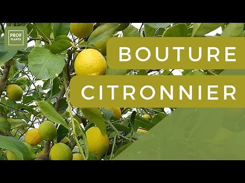 COMMENT FAIRE DES BOUTURES DE CITRONNIER ?