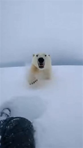 apex predators on Instagram: "❄️ This was a controlled wildlife safety demonstration in Svalbard (Permit #ARCT-2026-088). We used a non-toxic smoke flare to test bear reaction — *not* to provoke, but to study avoidance behavior. Real bears rarely charge; they assess and retreat. ⚠️ Never approach wild polar bears. Always carry bear spray & travel with certified guides. 🔍 Top search terms this week: polar bear smoke flare, how to deter polar bear, real bear encounter, arctic safety protocol, wil