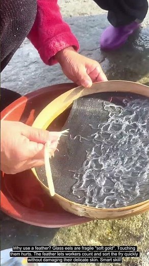 Traditional Wisdom: How to Count Slippery Glass Eels