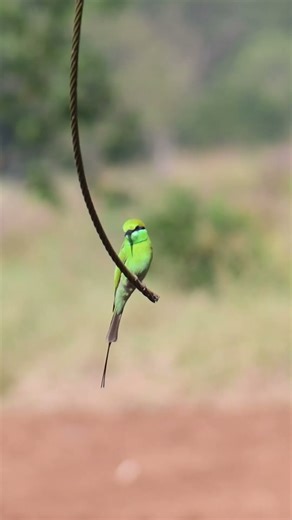 Green bee eater #bird #birdscall #chirping #chirpingbirds #birds #grenbeeeater #natureexplorer