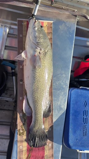 Murray Cod Fishing Tips and Cinematic Highlights