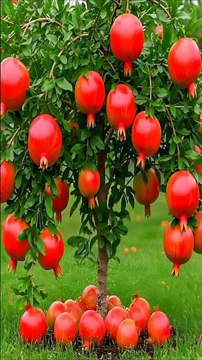 easy and fast method to propagate and grow pomegranate trees #garden #fruits
