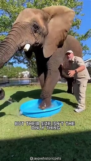 07.African Bush Elephant One Of The Tallest Animals In The World