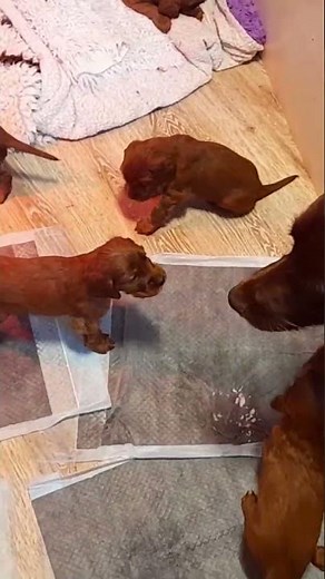 Irish Setter Welpen zu verkaufen